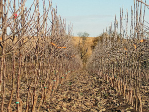 Kofola zachránila Pragerovy sady v Libině, kterým hrozilo vykácení. Z jablek bude vyrábět cidery