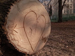 Obří lavička v Čechových sadech budí pozornost. Je vyrobená ze sto padesát let starého padlého jasanu