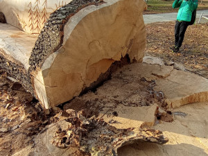 Obří lavička v Čechových sadech budí pozornost. Je vyrobená ze sto padesát let starého padlého jasanu