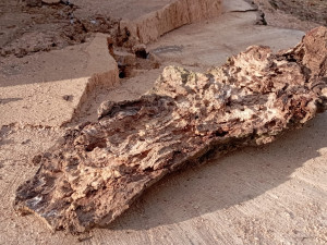 Obří lavička v Čechových sadech budí pozornost. Je vyrobená ze sto padesát let starého padlého jasanu