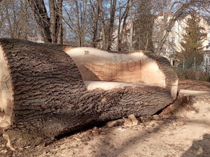 Obří lavička v Čechových sadech budí pozornost. Je vyrobená ze sto padesát let starého padlého jasanu