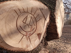 Obří lavička v Čechových sadech budí pozornost. Je vyrobená ze sto padesát let starého padlého jasanu