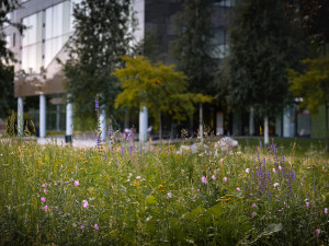 Univerzitní areál na Envelopě zezelená. Vzniknou zde louky s květinami, ráj pro hmyz a opylovače