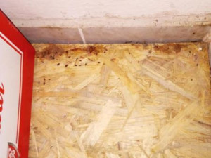 Inspektoři zavřeli potraviny v Kostelci na Hané. Uvnitř obchodu byly mrtvé myši a špína, úklid byl zanedbaný