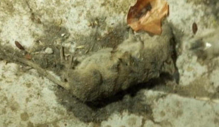 Inspektoři zavřeli potraviny v Kostelci na Hané. Uvnitř obchodu byly mrtvé myši a špína, úklid byl zanedbaný