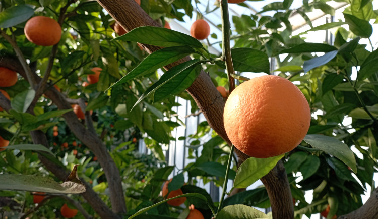 Vůně citrusů v únoru. Olomoucké Sbírkové skleníky se otevírají