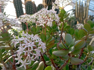 Vůně citrusů v únoru. Olomoucké Sbírkové skleníky se otevírají