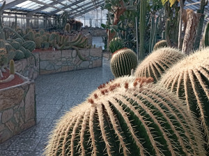 Vůně citrusů v únoru. Olomoucké Sbírkové skleníky se otevírají