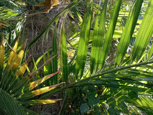 Vůně citrusů v únoru. Olomoucké Sbírkové skleníky se otevírají