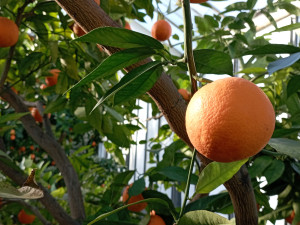 Vůně citrusů v únoru. Olomoucké Sbírkové skleníky se otevírají