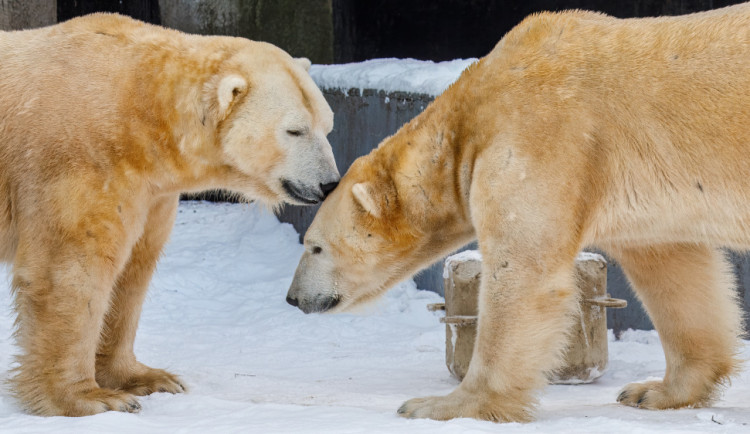 Pražská zoo chystá změny u ledních medvědů. Medvěd Tom se přestěhuje do Kazachstánu