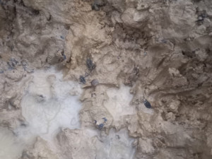 Pejsek Benny ze Šumperska, kterého někdo střelil do hlavy a zahrabal, se zotavuje. Unie našla jeho hrob