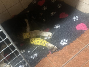 Pejsek Benny ze Šumperska, kterého někdo střelil do hlavy a zahrabal, se zotavuje. Unie našla jeho hrob