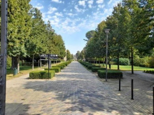 Šestadvacet lip na hlavní aleji na hřbitově v Prostějově čeká kácení. Jde o plánované rozvolnění