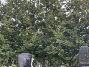 Šestadvacet lip na hlavní aleji na hřbitově v Prostějově čeká kácení. Jde o plánované rozvolnění