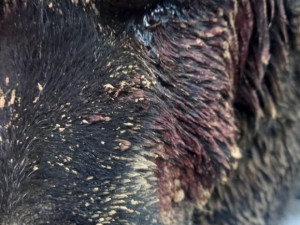 Pejsek Benny ze Šumperska, kterého někdo postřelil a zahrabal, už stojí na nohou. Nyní je v záchranné stanici