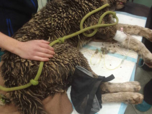 Pejsek Benny ze Šumperska, kterého někdo postřelil a zahrabal, už stojí na nohou. Nyní je v záchranné stanici