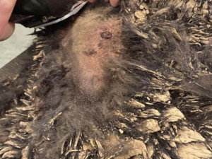 Pejsek Benny ze Šumperska, kterého někdo postřelil a zahrabal, už stojí na nohou. Nyní je v záchranné stanici