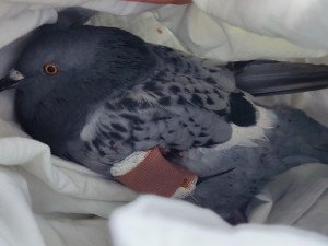 Ochránci upozorňují na nevhodné odchyty a hubení holubů, vyzývají ke stavbám holubníků