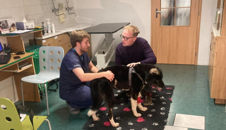 Pejsek Benny ze Šumperska, kterého někdo postřelil a zahrabal, už stojí na nohou. Nyní je v záchranné stanici