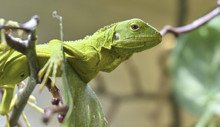 FOTO: Jihlavská zoo má nová mláďata leguána. Zatím to vypadá, že jsou to dvě samičky