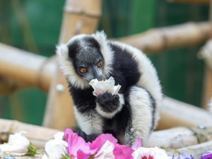 Roční náklady na krmiva v Zoo Olomouc stouply o milion korun