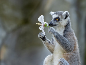 Roční náklady na krmiva v Zoo Olomouc stouply o milion korun