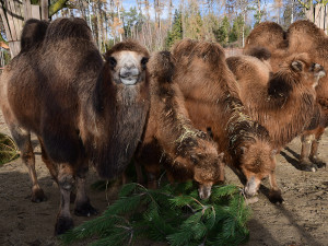 Roční náklady na krmiva v Zoo Olomouc stouply o milion korun