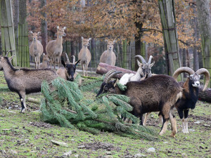 Roční náklady na krmiva v Zoo Olomouc stouply o milion korun