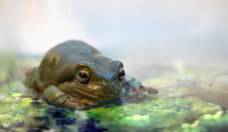 Mravenečníci, krokodýlovci i gekoni. Zoo připravuje i menší expozice