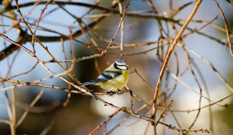 size3-17077532719412-60-zacatek-unora-byl-v-cesku-nejteplejsi-za-sto-let-teplo-bude-i-tento-tyden