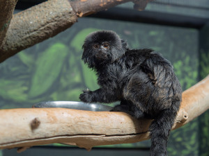 Nástupkyně rekordmanky. Zoo Olomouc sestavuje nový chovný pár opiček kalimiko