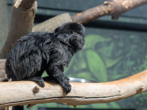 Nástupkyně rekordmanky. Zoo Olomouc sestavuje nový chovný pár opiček kalimiko