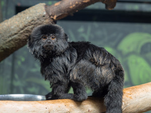 Nástupkyně rekordmanky. Zoo Olomouc sestavuje nový chovný pár opiček kalimiko