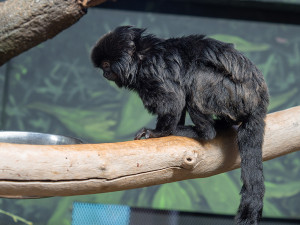 Nástupkyně rekordmanky. Zoo Olomouc sestavuje nový chovný pár opiček kalimiko