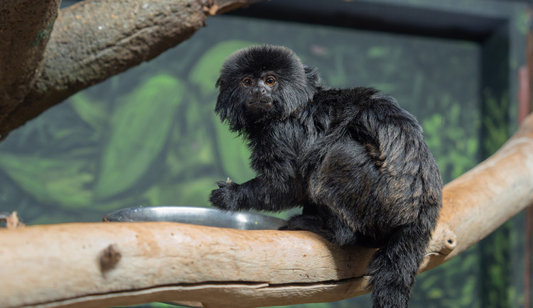 Do olomoucké zoo přicestovala ze Slovinska opice rodu kalimiko