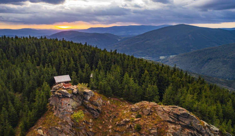 Modříny v Nízkém Jeseníku mají alpské geny. Lesníci by podle vědců měli bránit jejich dalšímu šíření