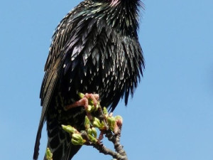 Jaro se hlásí. Na střední Moravu už přiletěli skřivani, špačci nebo drozdi, na zahrádkách kvetou sněženky a talovíny