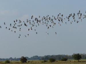 Jaro se hlásí. Na střední Moravu už přiletěli skřivani, špačci nebo drozdi, na zahrádkách kvetou sněženky a talovíny