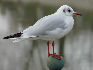 Jaro se hlásí. Na střední Moravu už přiletěli skřivani, špačci nebo drozdi, na zahrádkách kvetou sněženky a talovíny