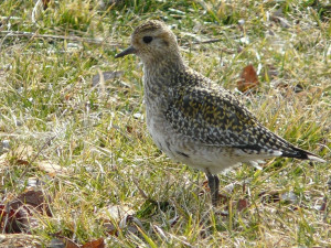 Jaro se hlásí. Na střední Moravu už přiletěli skřivani, špačci nebo drozdi, na zahrádkách kvetou sněženky a talovíny