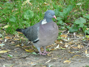 Jaro se hlásí. Na střední Moravu už přiletěli skřivani, špačci nebo drozdi, na zahrádkách kvetou sněženky a talovíny