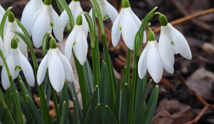 size3-snowdrops-4018701_1280