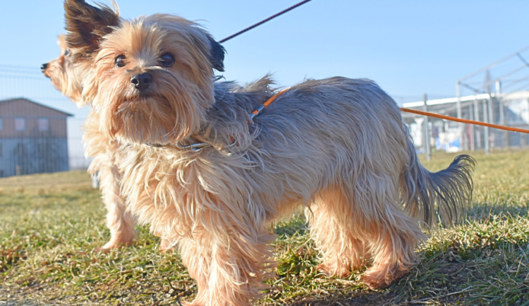 HLEDÁME PÁNÍČKA: Už delší dobu čekají v olomouckém útulku na nový domov dvě fenky a jeden pes