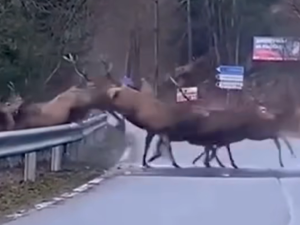 VIDEO: Přes silnici u Starého Města v Jeseníkách se valilo obrovské stádo jelenů. Klip pobláznil internet