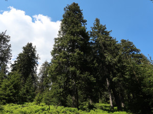 Nejstarší stromy na Pradědu a Králickém Sněžníku mají přes 400 let. Nejcennější je údolí Bílé Opavy