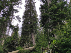 Nejstarší stromy na Pradědu a Králickém Sněžníku mají přes 400 let. Nejcennější je údolí Bílé Opavy