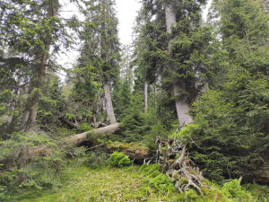 Nejstarší stromy na Pradědu a Králickém Sněžníku mají přes 400 let. Nejcennější je údolí Bílé Opavy