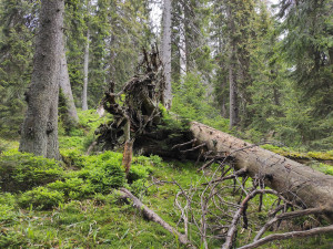 Nejstarší stromy na Pradědu a Králickém Sněžníku mají přes 400 let. Nejcennější je údolí Bílé Opavy
