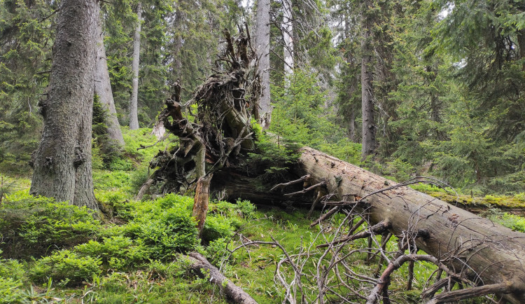 Nejstarší stromy na Pradědu a Králickém Sněžníku mají přes 400 let. Nejcennější je údolí Bílé Opavy